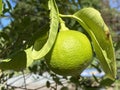 Fruits of the Bergamot Orange / Citrus Ãâ limon, syn. Citrus bergamia / Bergamotte, ZitrusfrÃÂ¼chte / Zitrusfruechte / Bergamote Royalty Free Stock Photo